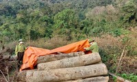 Thanh Hoá: Phê bình Giám đốc, các Phó Giám đốc vì để xảy ra khai thác gỗ trái phép