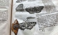 Con bướm được bảo tồn nguyên vẹn giữa các tranh sách cổ.