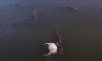 Đàn cá sấu chia nhau bữa trưa thịnh soạn, ngư dân liều mình cứu bò sa lầy trên sông