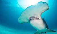Video gây sốc: 7 con cá mập đầu búa &apos;bao vây&apos; người tắm biển ở Florida