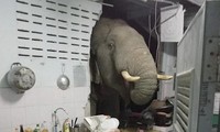 Con voi đói húc thủng tường bếp, chui vào lục tìm thức ăn của một gia đình ở Thái Lan.