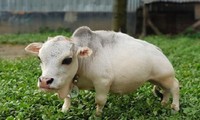 Chú bò Rani tí hon nổi tiếng ở Banglades.