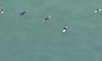 Đàn cá mập 5 con cách những người lướt sóng chỉ vài mét.