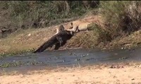 Sư tử cố gắng giành xác chú linh dương Impala từ miệng cá sấu.