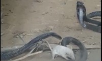 Cảnh tượng ngược đời, rắn hổ mang bị chuột bạch nhai đầu 