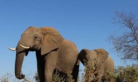 Đoàn du khách &apos;hú vía&apos; khi bị voi châu Phi hù dọa