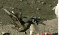 Chim cánh cụt chiến đấu với chim cướp biển để bảo vệ trứng 
