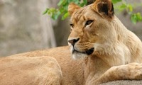 Kỳ lạ: Sư tử cái và linh dương non thân thiết như mẹ con
