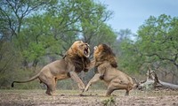 Trâu rừng vô tình cứu nguy cho sư tử đực