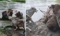 Bầy chó sói cố gắng ngăn cản gấu giết chết đồng loại nhưng bất thành.