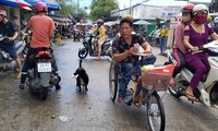 Chú chó ngậm vé số theo chủ tật nguyền mưu sinh ở Phú Quốc ‘đốn tim’ dân mạng