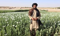 Nông dân Mohammed Yaqoob trên cánh đồng thuốc phiện ở Musa Qala, tỉnh Helmand