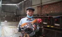 Đàn gà Hồ thương phẩm nhà ông Chung đã được khách hàng đặt mua từ trước để bán vào dịp Tết 