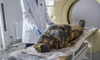 Qua chụp X- quang và CT, các nhà nghiên cứu phát hiện ra rằng, xác ướp này mang thai.