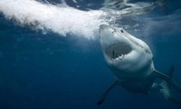Cá mập trắng rất hung tợn, chúng hay tấn công con người.