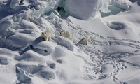 Tìm thấy quần thể gấu Bắc cực bí ẩn ở Greenland 