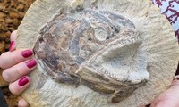 Phát hiện hóa thạch cá kỷ Jura hoàn hảo hàng trăm triệu năm