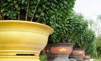 Hoa Tết xứ Huế vẫn ‘nằm vườn’ chờ người mua