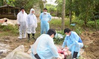 Xử lý lợn mắc dịch tả lợn Châu Phi tại xã Phong Sơn, huyện Phong Điền, TT-Huế
