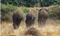 Ấn Độ: Bầy voi phá nát vườn chuối hơn 300 cây, chừa lại đúng một cây vì lý do rất bất ngờ