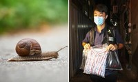 Hồng Kông: Rắc muối lên ốc sên trên phố, một sinh viên bị điều tra tội ngược đãi động vật