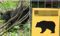 Đang đi làm thì bị gấu tấn công, cụ ông 75 tuổi ở Nhật quát gấu: “Mày là đứa nào thế hả?”