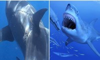 Vết cắn khổng lồ trên lưng cá mập trắng là bằng chứng “quái vật thời tiền sử” đã trở lại?