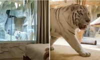 Sắp Tết Nhâm Dần, một khách sạn ở Trung Quốc có phòng cho khách ngủ ngay cạnh chuồng hổ