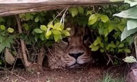 Kenya: Được tin có sư tử trong bụi cây, cảnh sát vội có mặt, ai ngờ sự thật quá &quot;ô dề&quot;