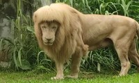Trung Quốc: Sư tử ở sở thú Quảng Châu có kiểu &quot;tóc&quot; kỳ quái, sở thú giải thích thế nào?