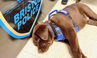 Chó cảnh sát ngủ trong lễ kết nạp