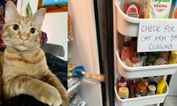 Em mèo nổi tiếng vì trò nghịch thò chân vào tủ lạnh