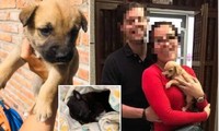 Mexico: Sự thật kinh hoàng về cặp đôi tốt bụng thường nhận nuôi chó con bị bỏ rơi