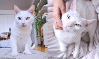 Bé mèo bị chủ cũ vứt đi chỉ vì 2 mắt có 2 màu khác nhau đã tìm được gia đình mới