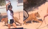 Người đi đường phát hoảng khi một cô bé dẫn hổ đi dạo, còn khoe ở nhà mình có con hổ nữa