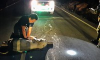 Chú voi con bị xe máy tông khi sang đường, may gặp được bác sĩ thực hiện hồi sức cứu sống