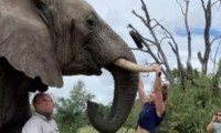 Bám vào ngà voi để biểu diễn kéo xà, một cô chủ phòng gym bị cư dân mạng chỉ trích thậm tệ