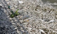Thảm họa môi trường ở Ba Lan: Cá chết nổi trắng sông Oder 