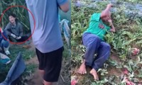 Hai vụ phá ruộng tại Nghệ An: Người nông dân bật khóc vì tiếc công chăm sóc