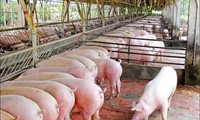 Giá lợn hơi miền Bắc quay đầu tăng sau 3 ngày giảm khi lợn Thái Lan về Việt Nam.