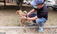 Nhân viên y tế thả Xiao Bao đi xa nhưng chú chó nhỏ vẫn tìm đường quay về bệnh viện tìm chủ. 