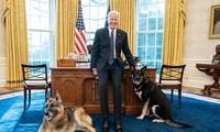 Ông Biden và 2 chú chó cưng trong phòng Bầu dục. Ảnh: Nhà Trắng