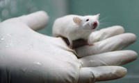 Biến thể Omicron có thể có nguồn gốc từ chuột