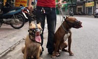 Vụ chó Pitbull cắn chết người ở Long An: Xử lý trách nhiệm chủ nuôi thế nào?
