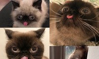 Follow ngay Ikiru - chú mèo nổi tiếng có bộ mặt ngố nhất quả đất!