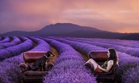 Chụp ảnh với vườn lavender