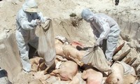 FAO khuyến nghị Việt Nam phân vùng để ngăn chặn sự lây lan ASF theo diện rộng và phát triển các quy trình thực hành chuẩn về giết lợn và tiêu hủy thân thịt.