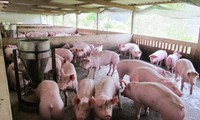 Bộ NN&PTNT đề nghị các DN chăn nuôi lợn giảm giá lợn lợn xuống bình quân còn 70.000 đồng/kg từ 1/4/2020.
