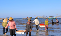 Ngư dân Hà Tĩnh trúng đậm ruốc biển