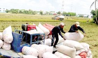 Bộ Công Thương đề nghị Bộ Tài chính chỉ đạo hải quan thống kê các tờ khai có dấu hiệu khai khống xuất khẩu gạo